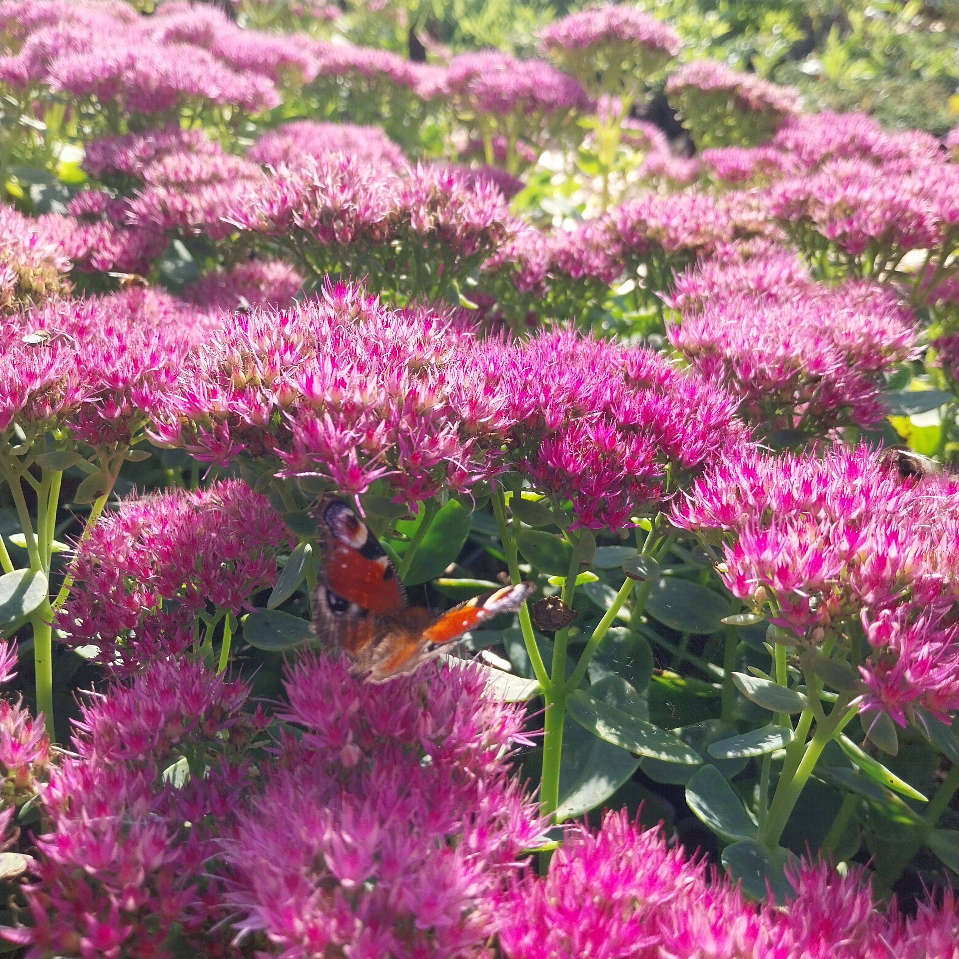 Sedum-Fettblatt