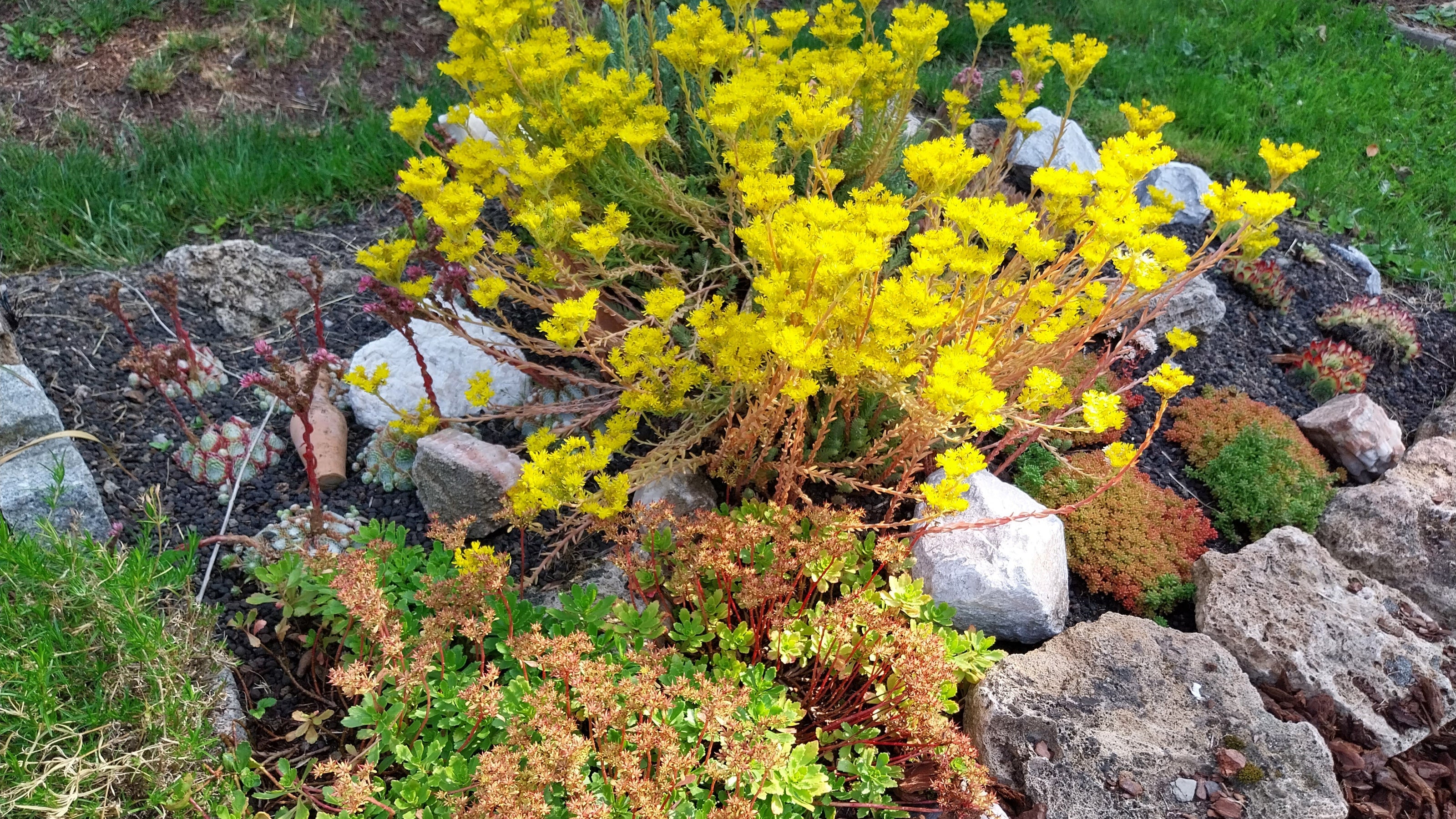 Sedum Beet 