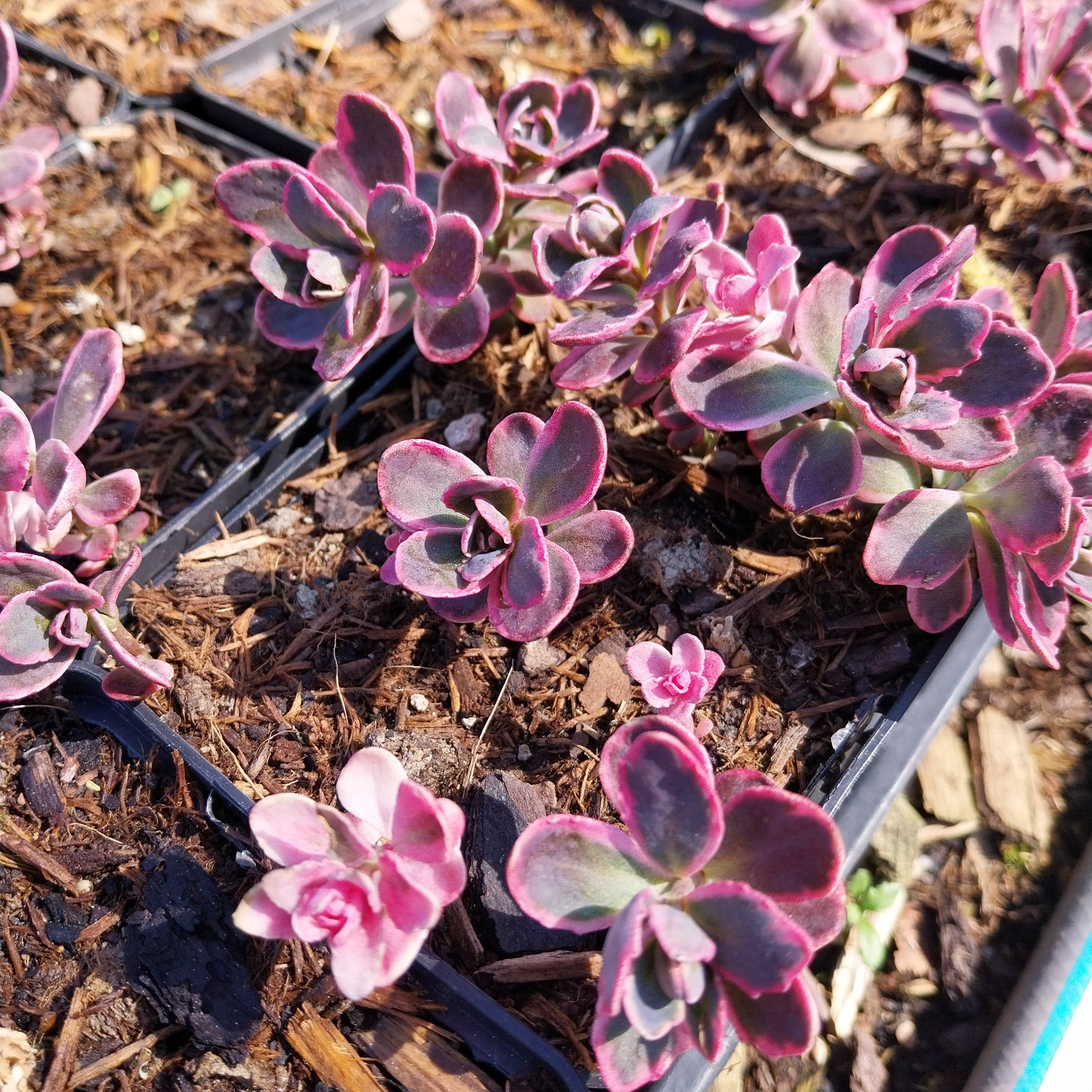 Sedum ‘Dream Dazzler’