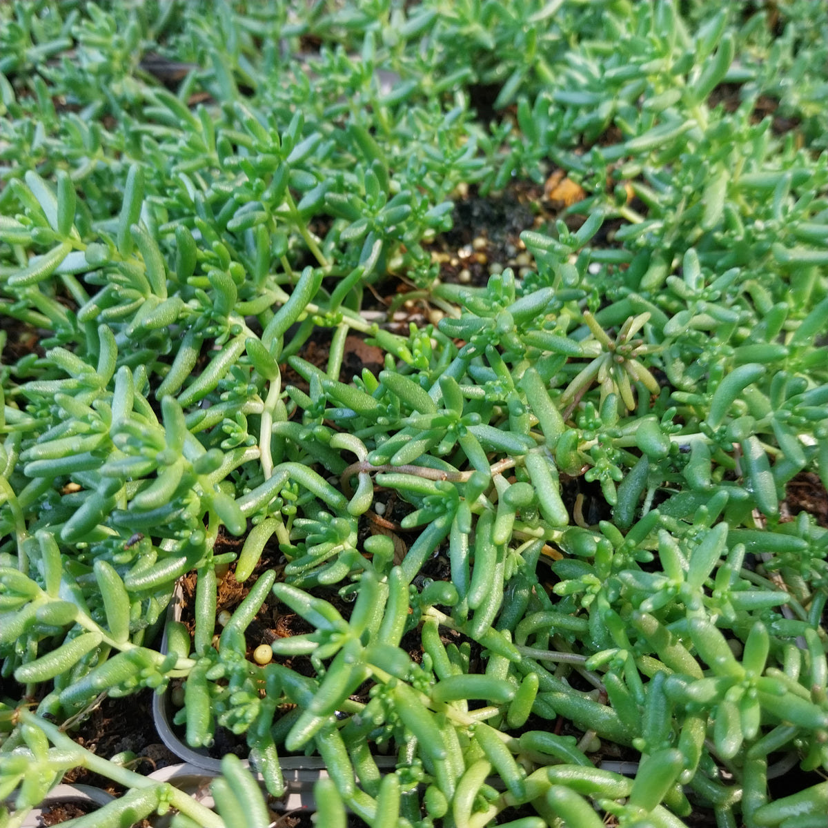 Sedum album – Weißer Mauerpfeffer