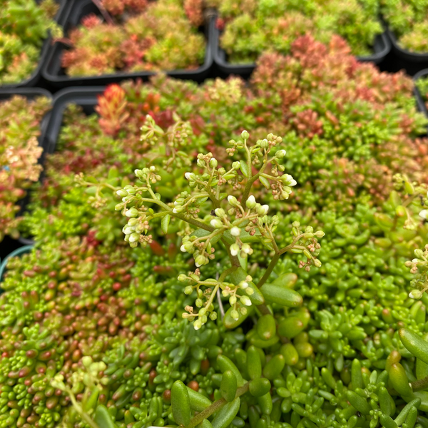 Sedum oreganum – Oregon-Fettblatt