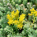 Sedum reflexum 'Elegans' Nickendes Fettblatt