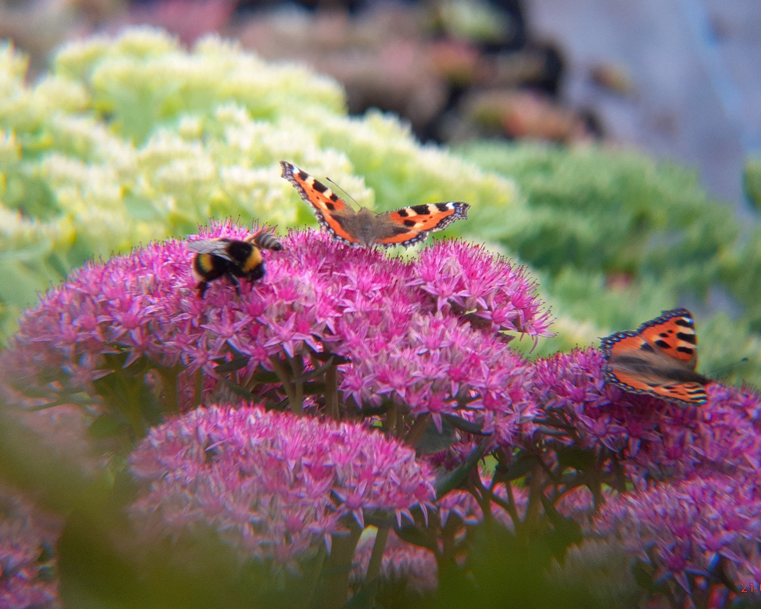 Sedum spectabile 'Carl' (Hohes Fettblatt)