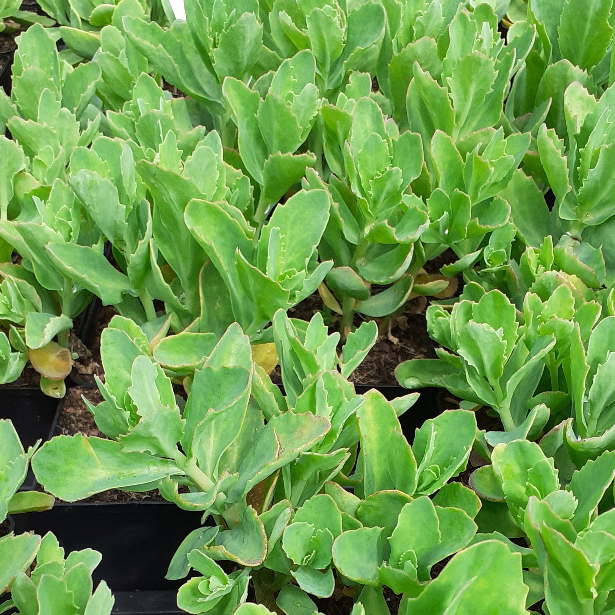 Sedum spectabile 'Carl' – Hohes Garten-Fettblatt