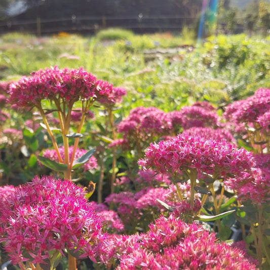 Sedum spectabile 'Lisa' Prächtiges Fettblatt