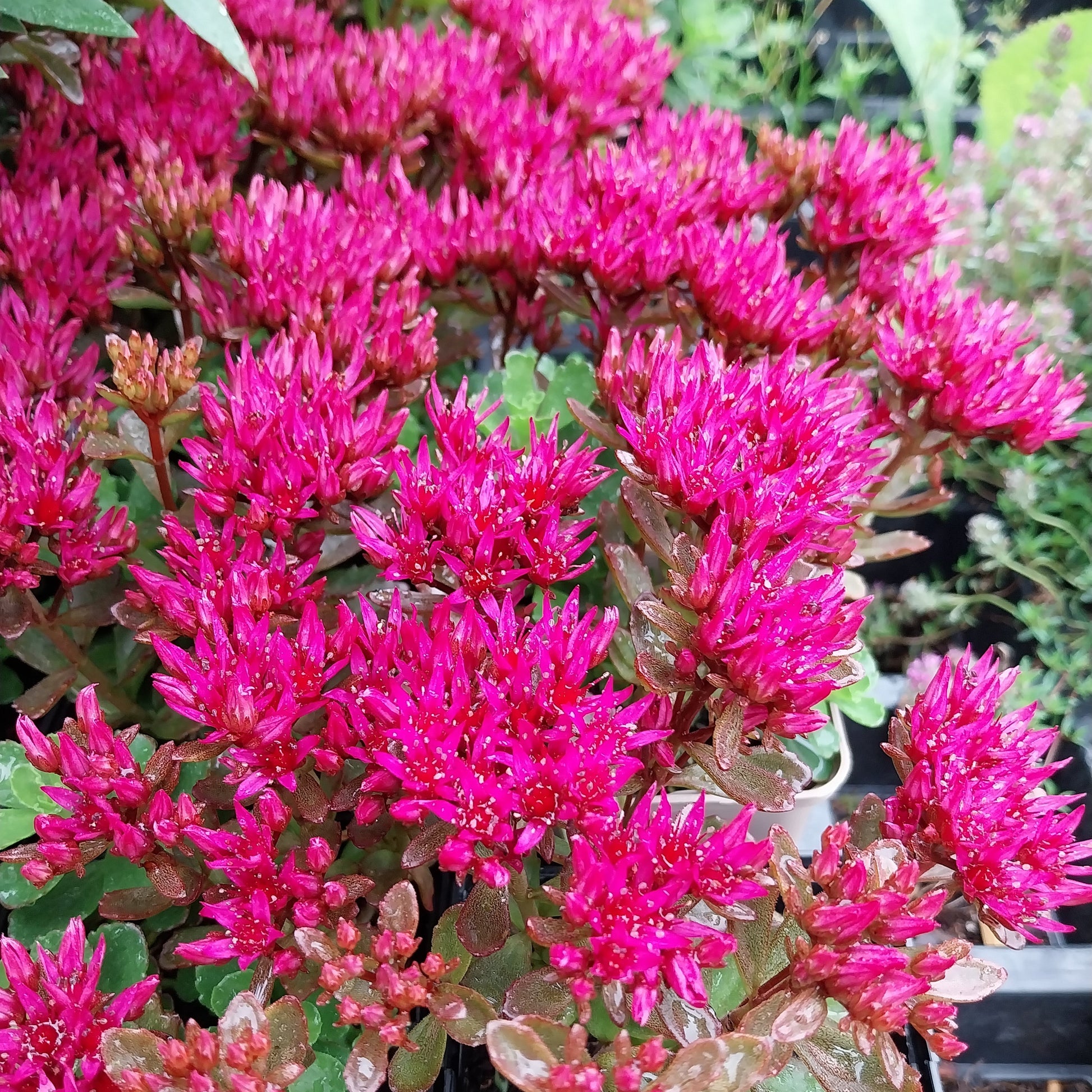 Sedum spurium 'Schorbuser Blut' Teppich-Fettblatt