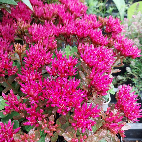 Sedum spurium 'Schorbuser Blut' Teppich-Fettblatt