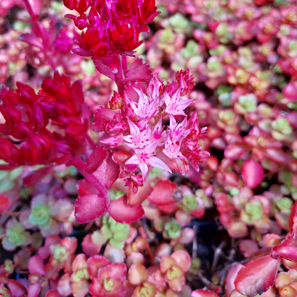 Sedum spurium 'Voodoo'