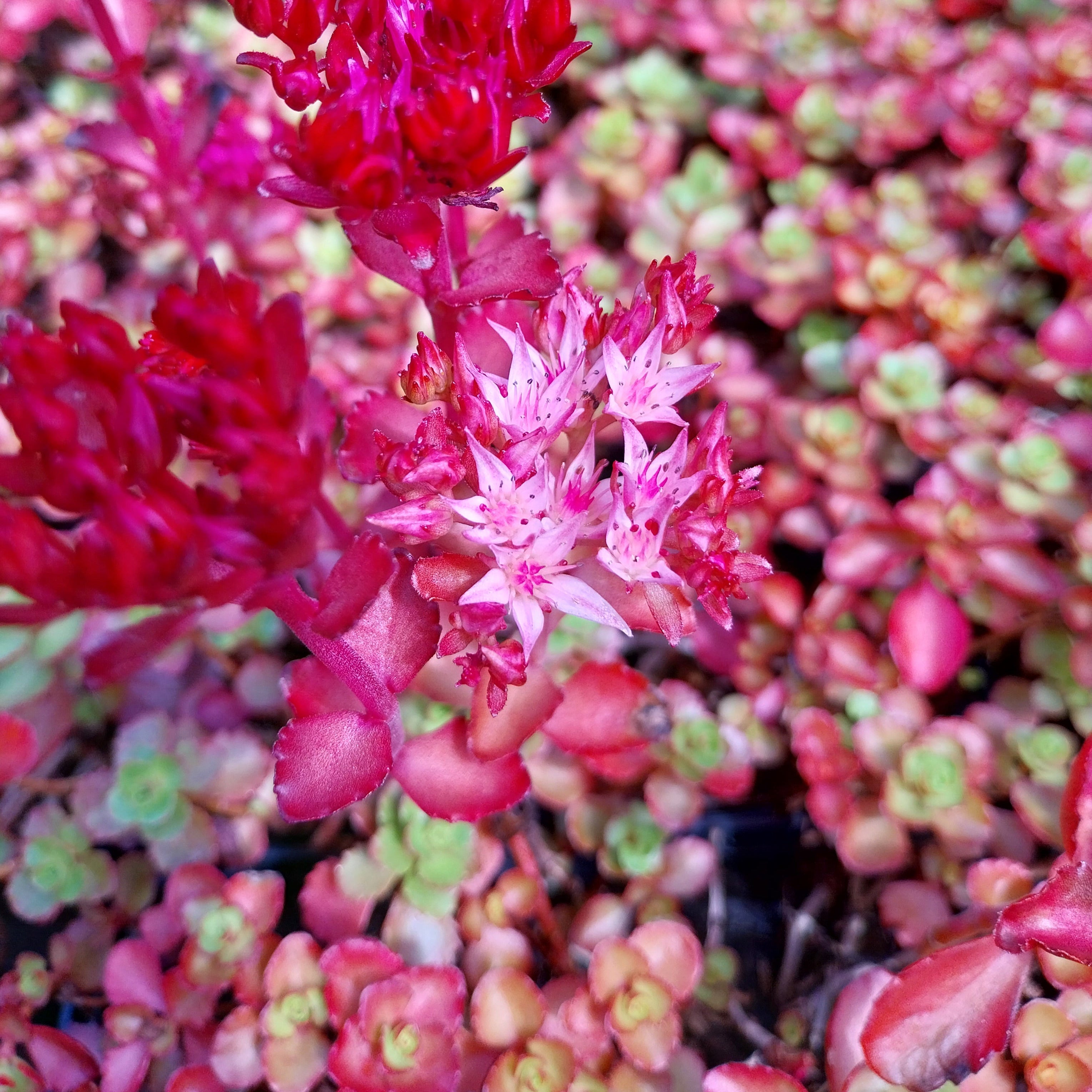 Sedum spurium 'Voodoo'