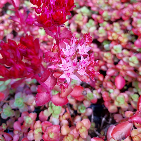 Sedum spurium 'Voodoo'