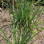 Sesleria heufleriana – Grünes Kopfgras im Beet