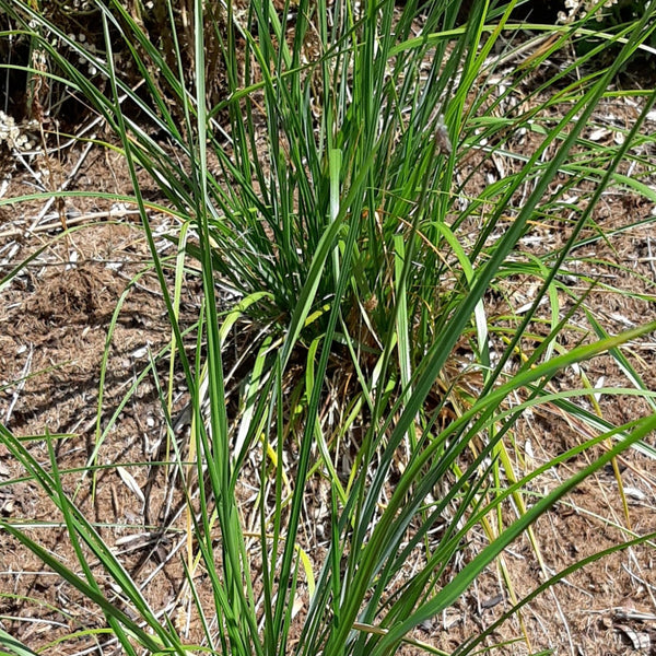 Sesleria heufleriana – Grünes Kopfgras im Beet