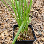 Sesleria heufleriana – Grünes Kopfgras im Topf
