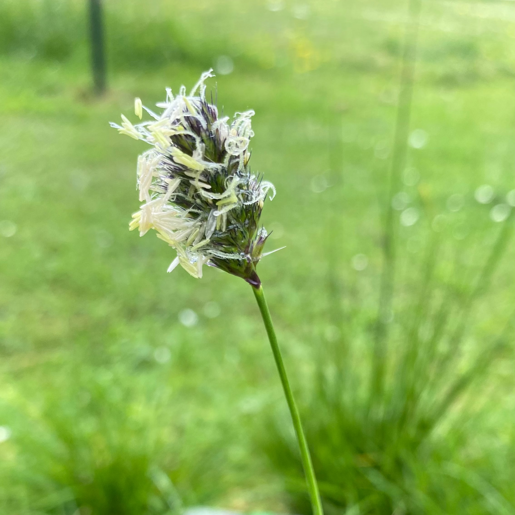 Sesleria heufleriana – Grünes Kopfgras Blüte