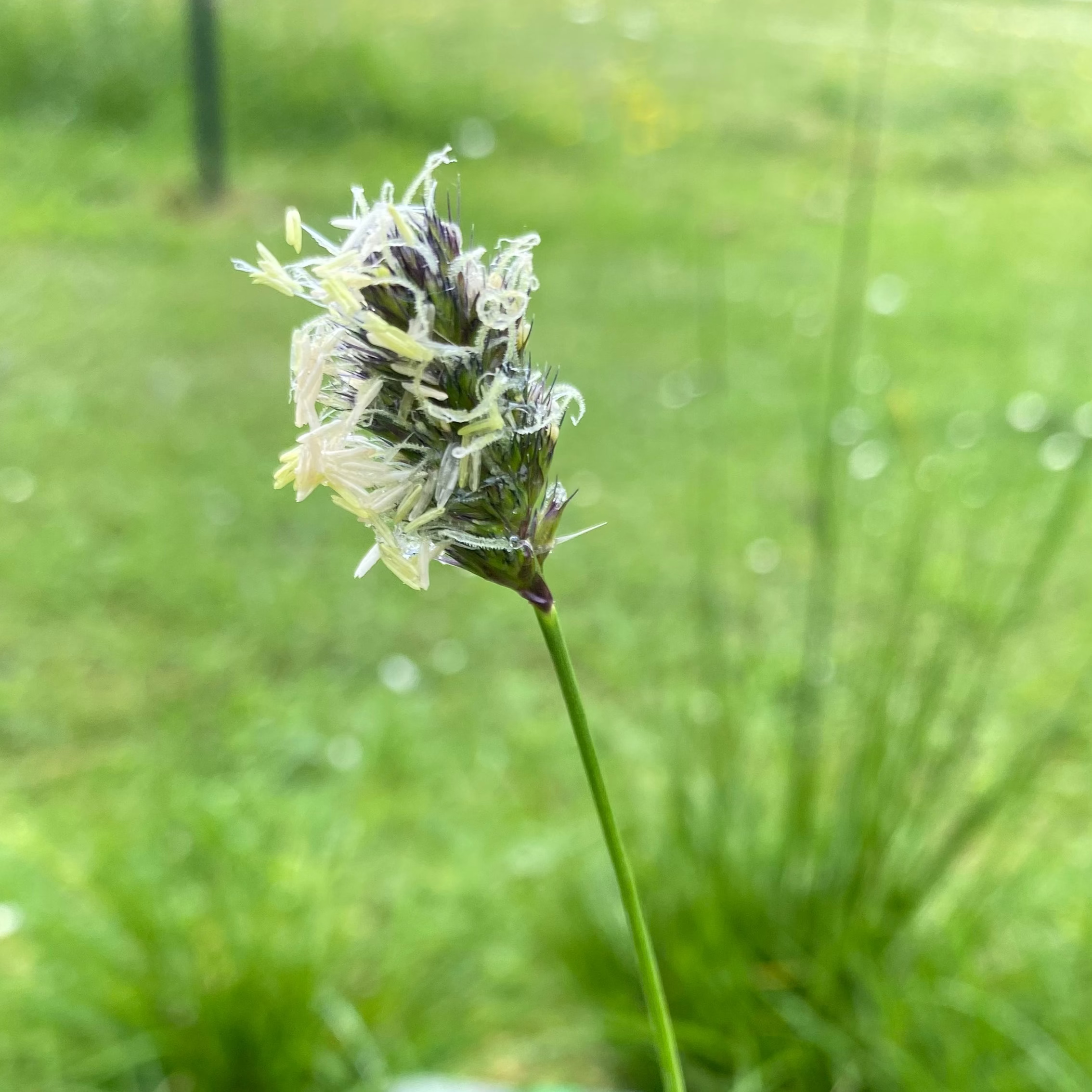 Sesleria heufleriana – Grünes Kopfgras Blüte