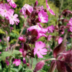 Silene dioica Rotblühende Lichtnelke