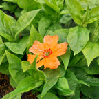 Silene sieboldii 'Fire Dragon Golden Orange'