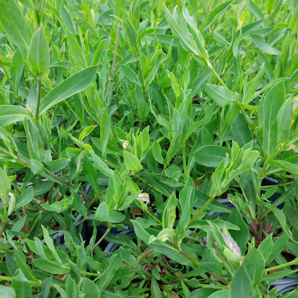 Gewöhnliche Leimkraut