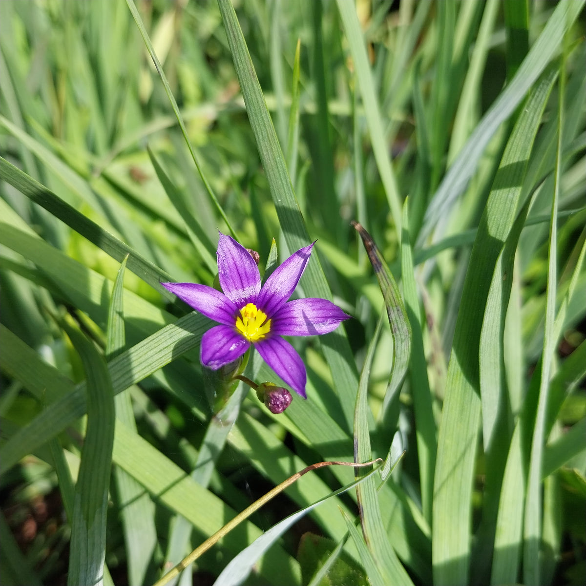 Sisyrinchium idahoense 