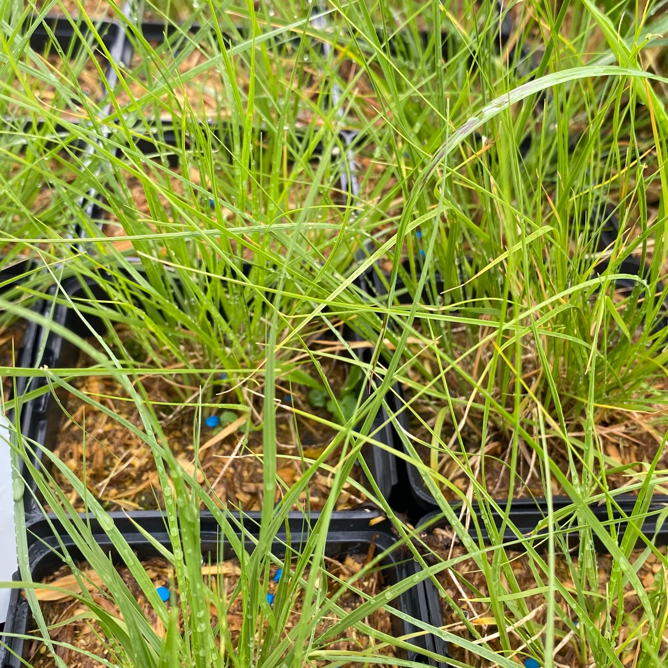 Sporobolus heterolepis Tropfengras