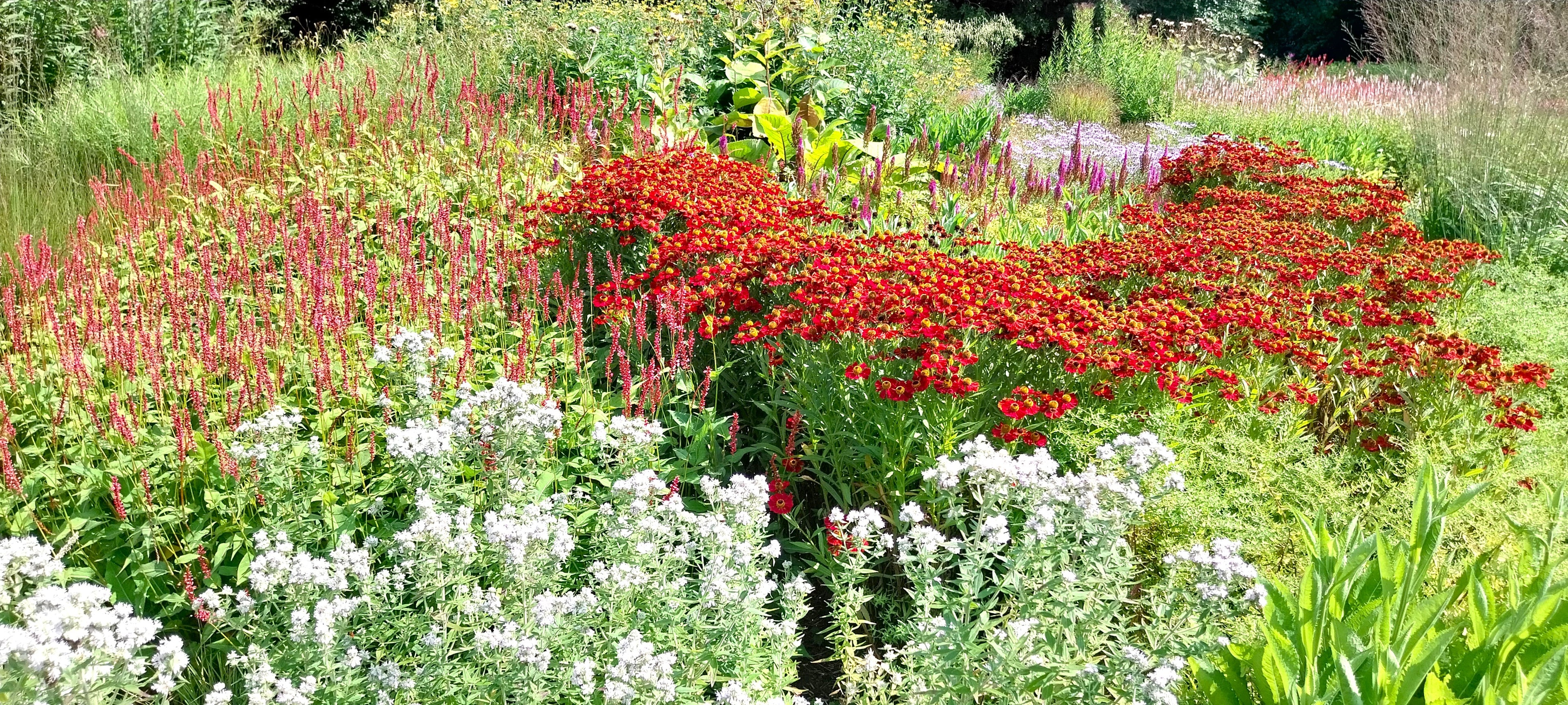 Staudenbeet in der Sonne