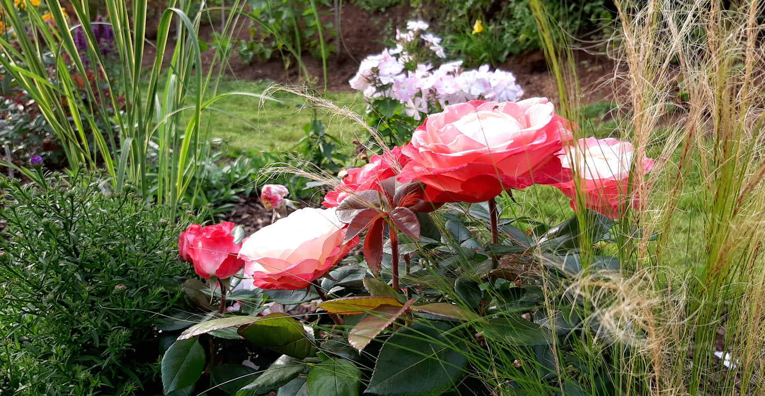 Staudenbeet mit Rose, Gräser ,Astern 