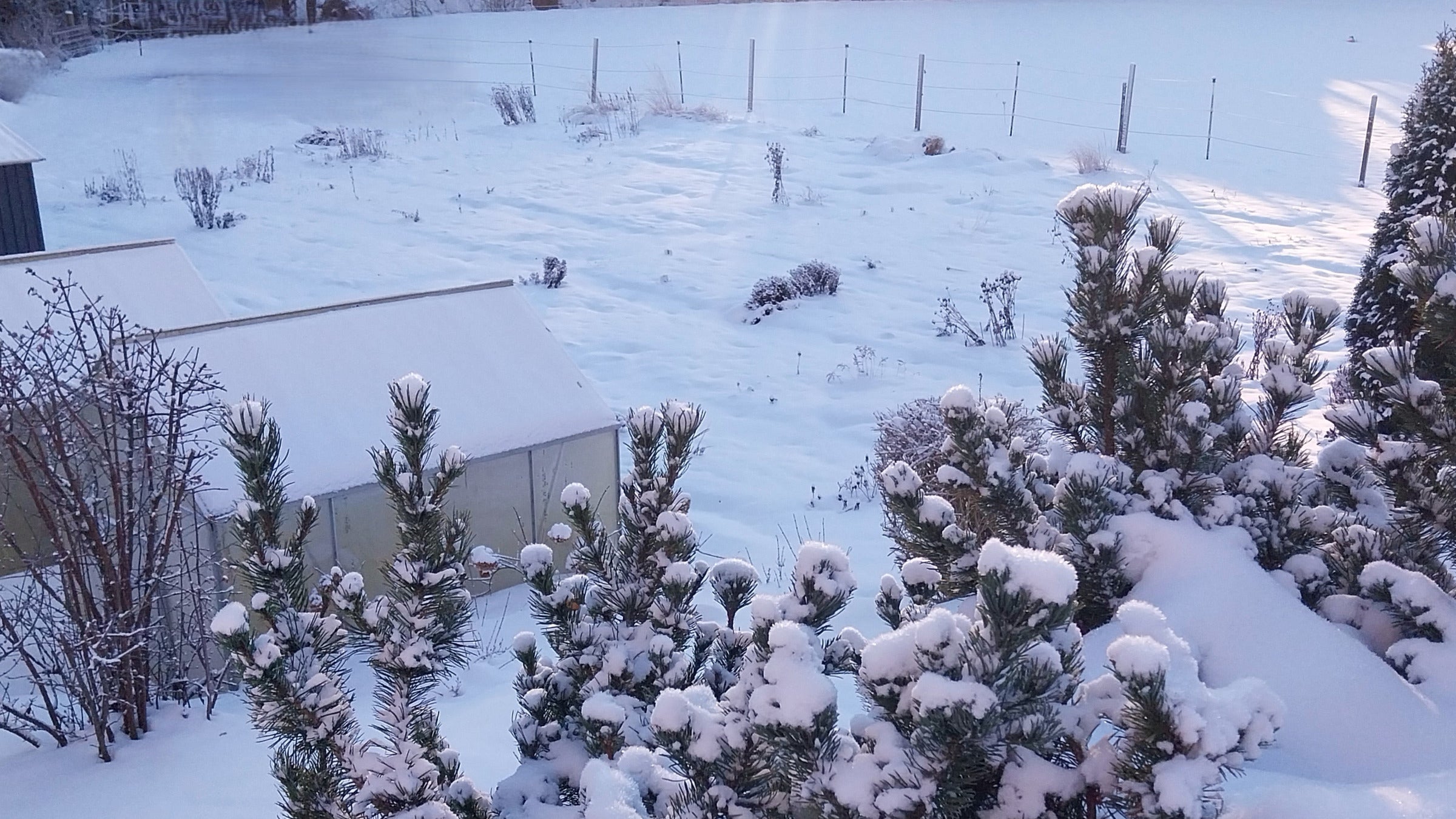 Winterharte Stauden aus eigener Anzucht im Garten im Winter