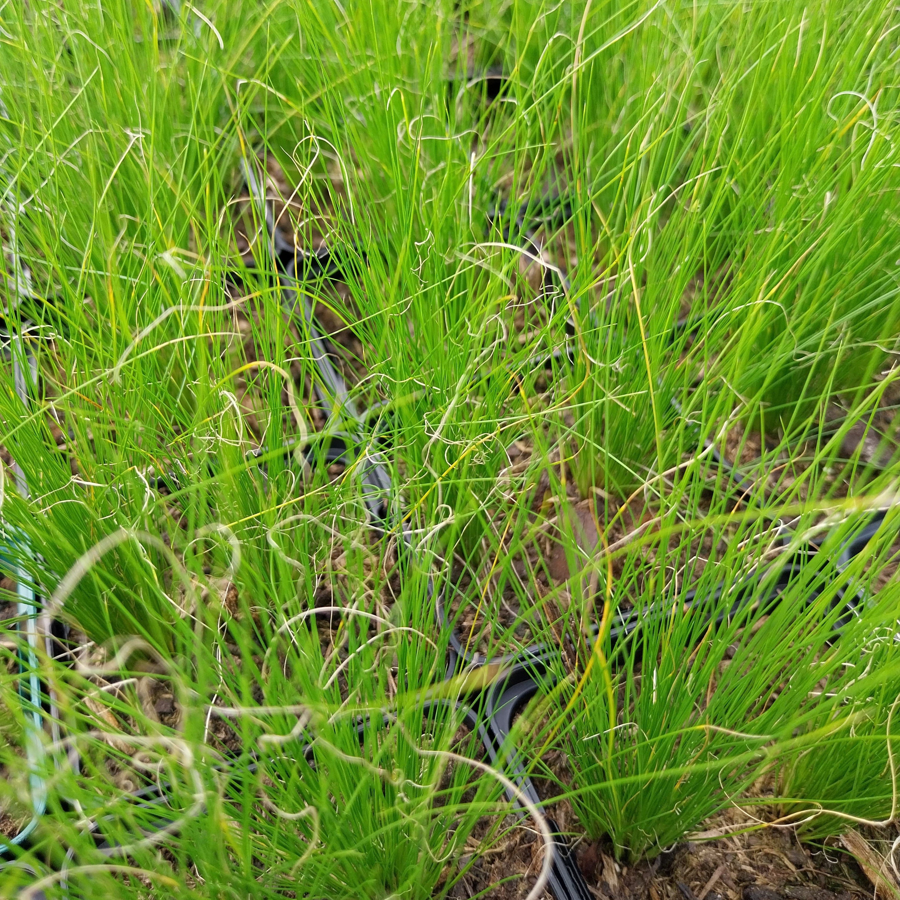 Stipa tenuissima 'Ponytails'