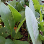 Symphytum officinale  Gewöhnlicher Beinwell