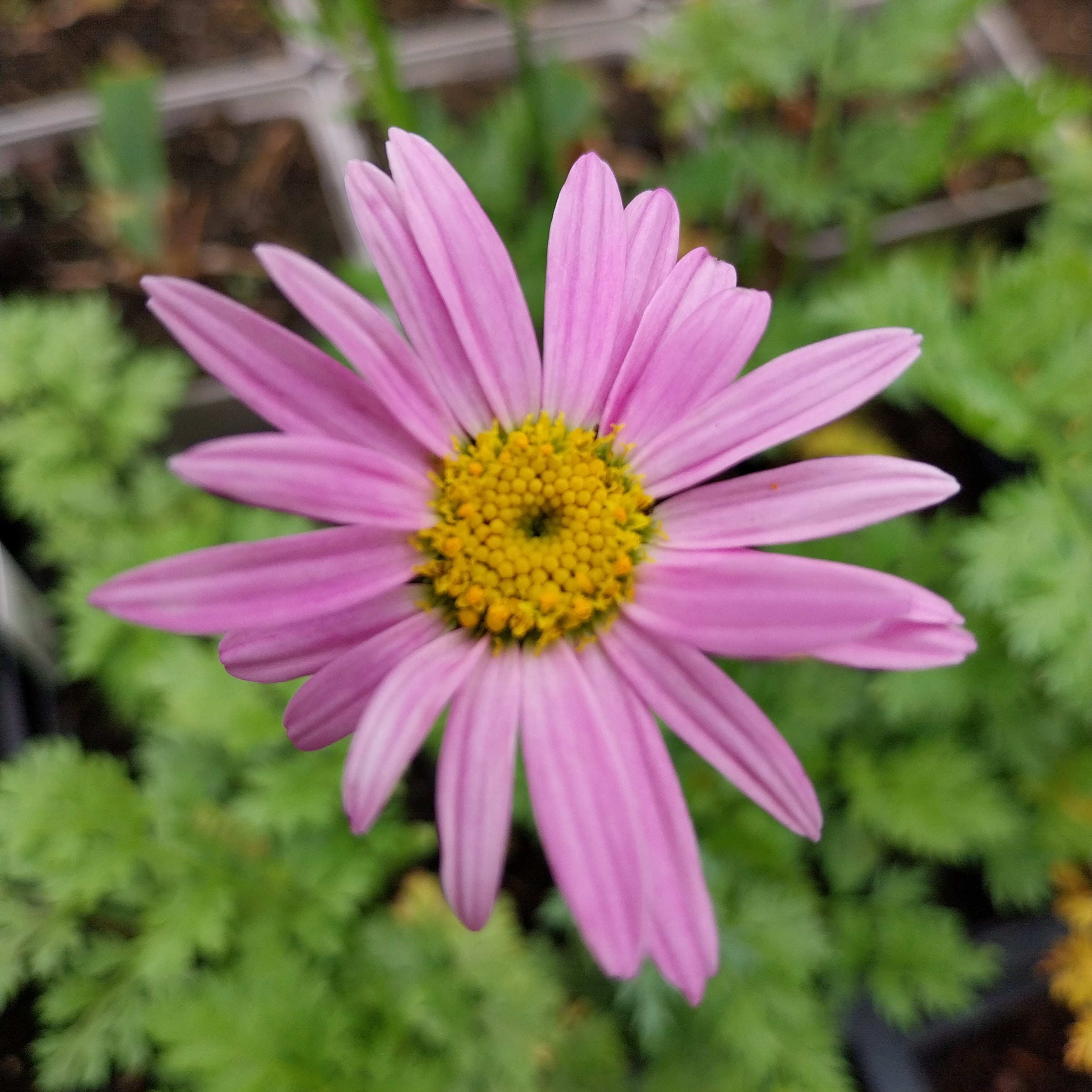 Tanacetum coccineum ‘Robinsons Rosa’