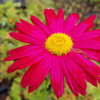 Tanacetum coccineum ‘Robinsons Rot’ Blüte