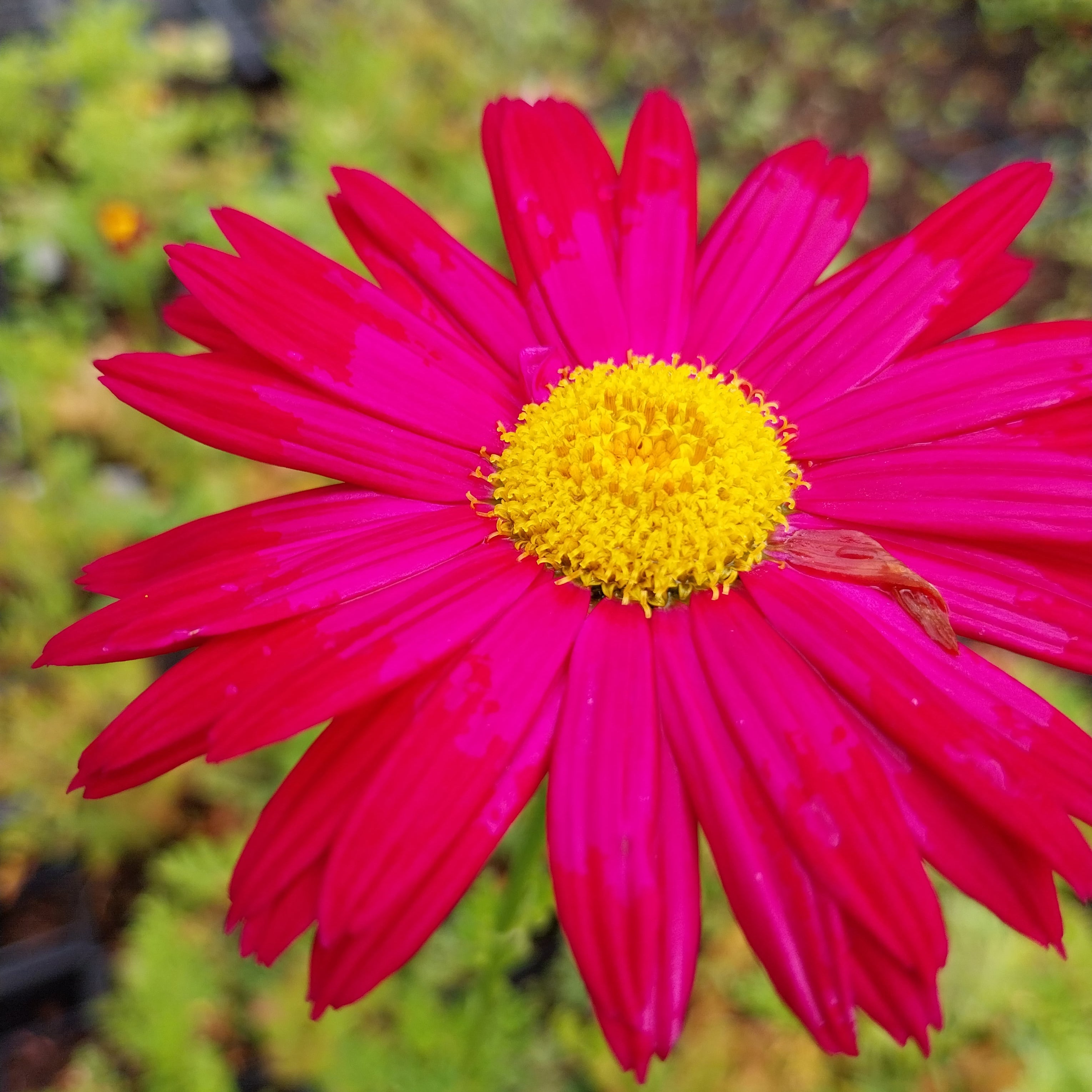 Tanacetum coccineum ‘Robinsons Rot’ Blüte