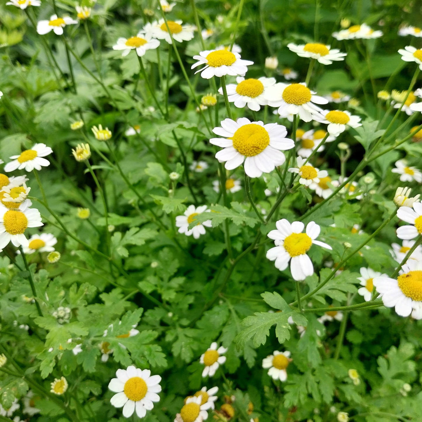 Tanacetum parthenium Mutterkraut