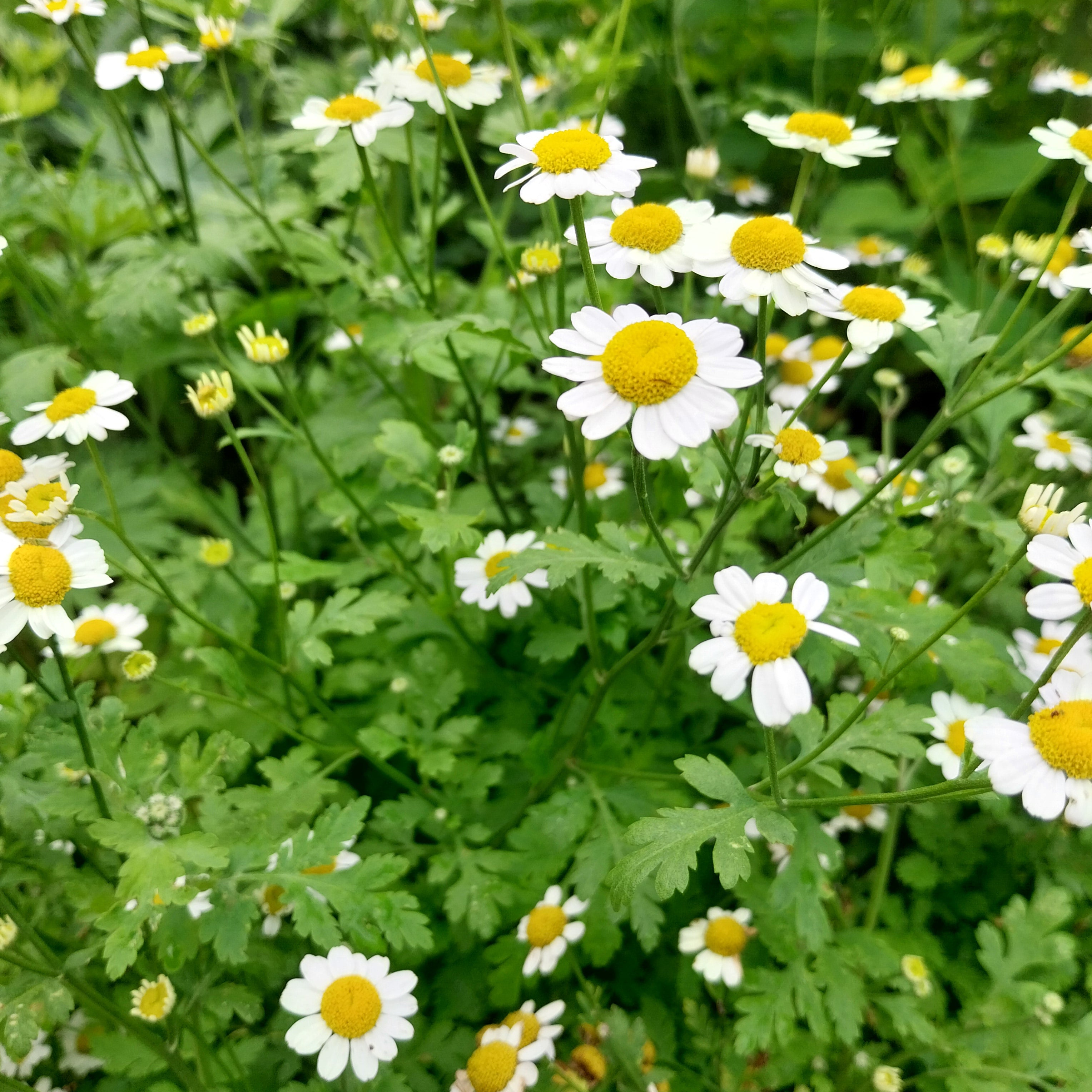 Tanacetum parthenium Mutterkraut