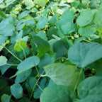 Thalictrum aquilegiifolium  Akeleiblättrige Wiesenraute