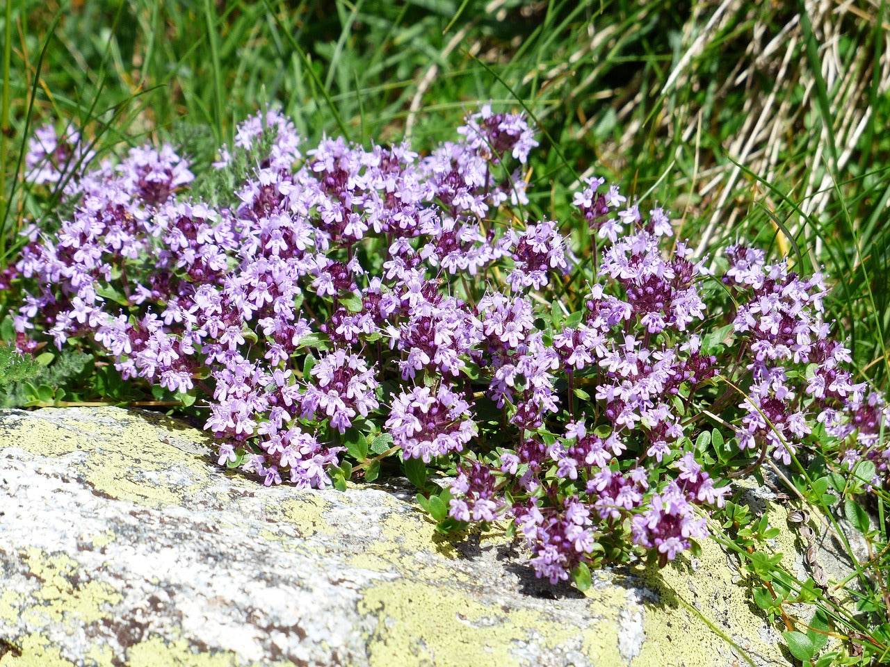 Thymus - Thymian im Garten
