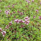 Thymus herba-barona var. citriodora
