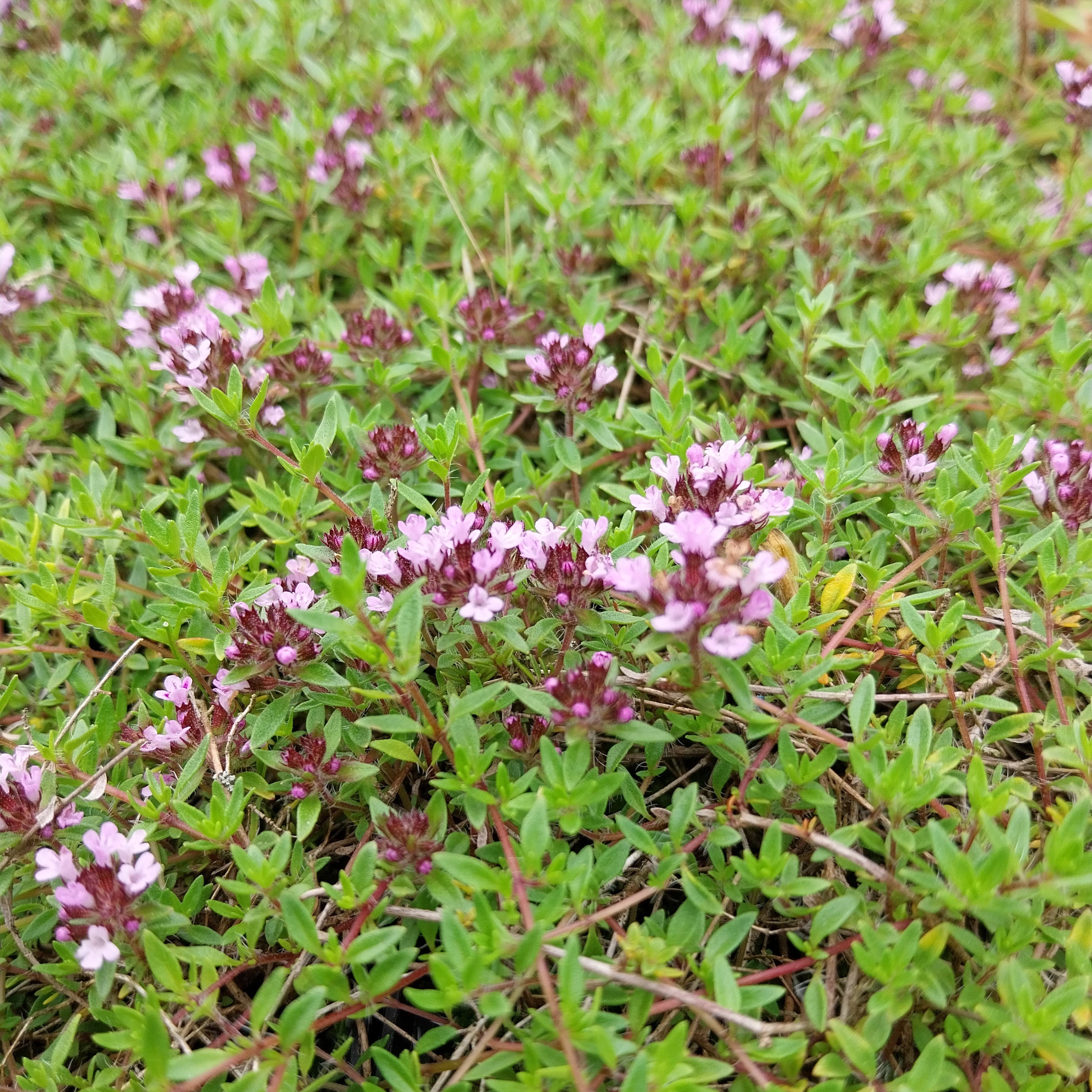 Thymus herba-barona var. citriodora