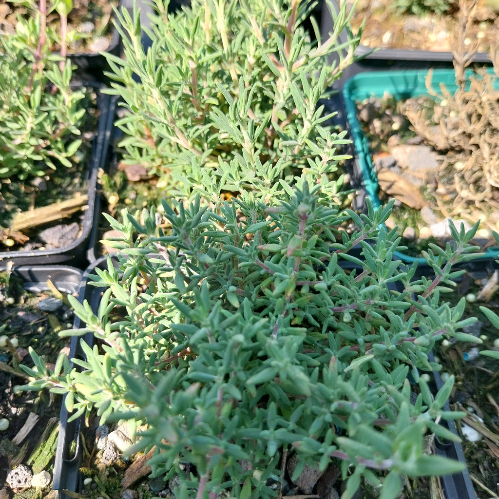 Thymus longiflorus  Langblütiger Thymian