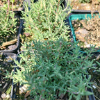 Thymus longiflorus  Langblütiger Thymian