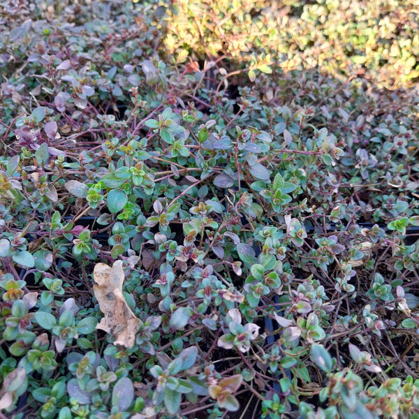Thymus praecox Thymian 