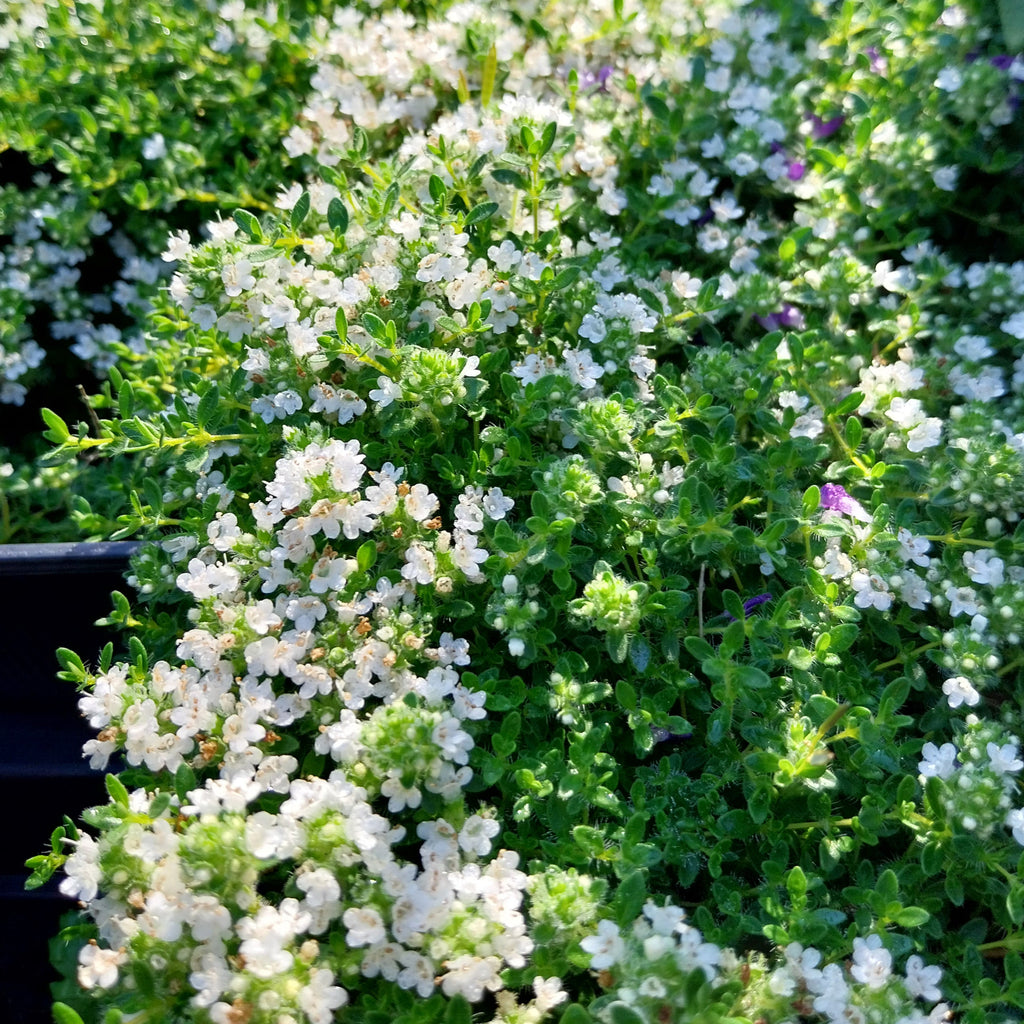 Thymus praecox ‘Wirral White’