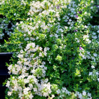 Thymus praecox ‘Wirral White’