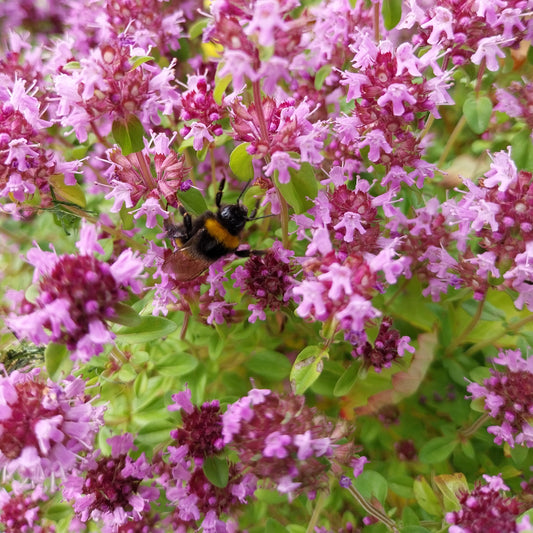 Thymus pulegioides Feld-Thymian