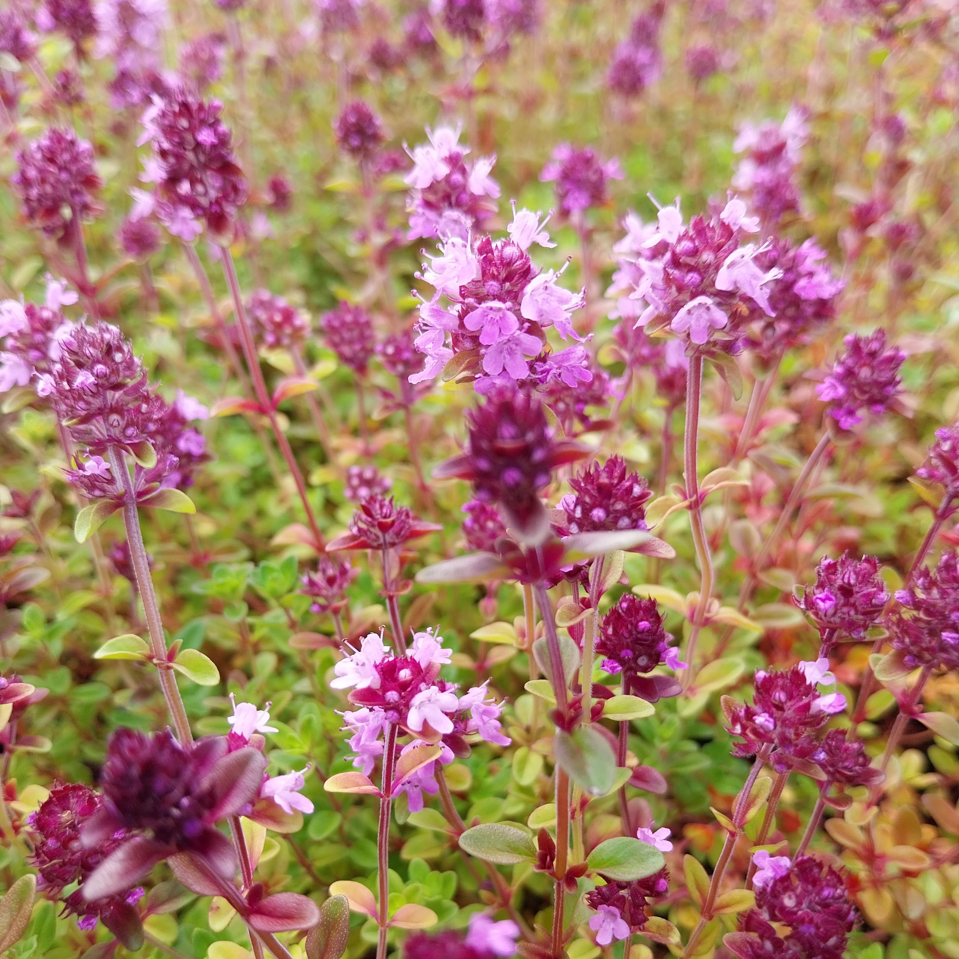 Thymus serpyllum Sand-Thymian
