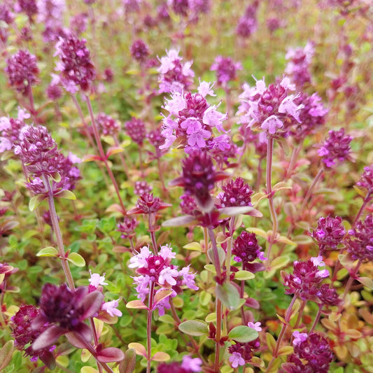 Thymus serpyllum Sand-Thymian