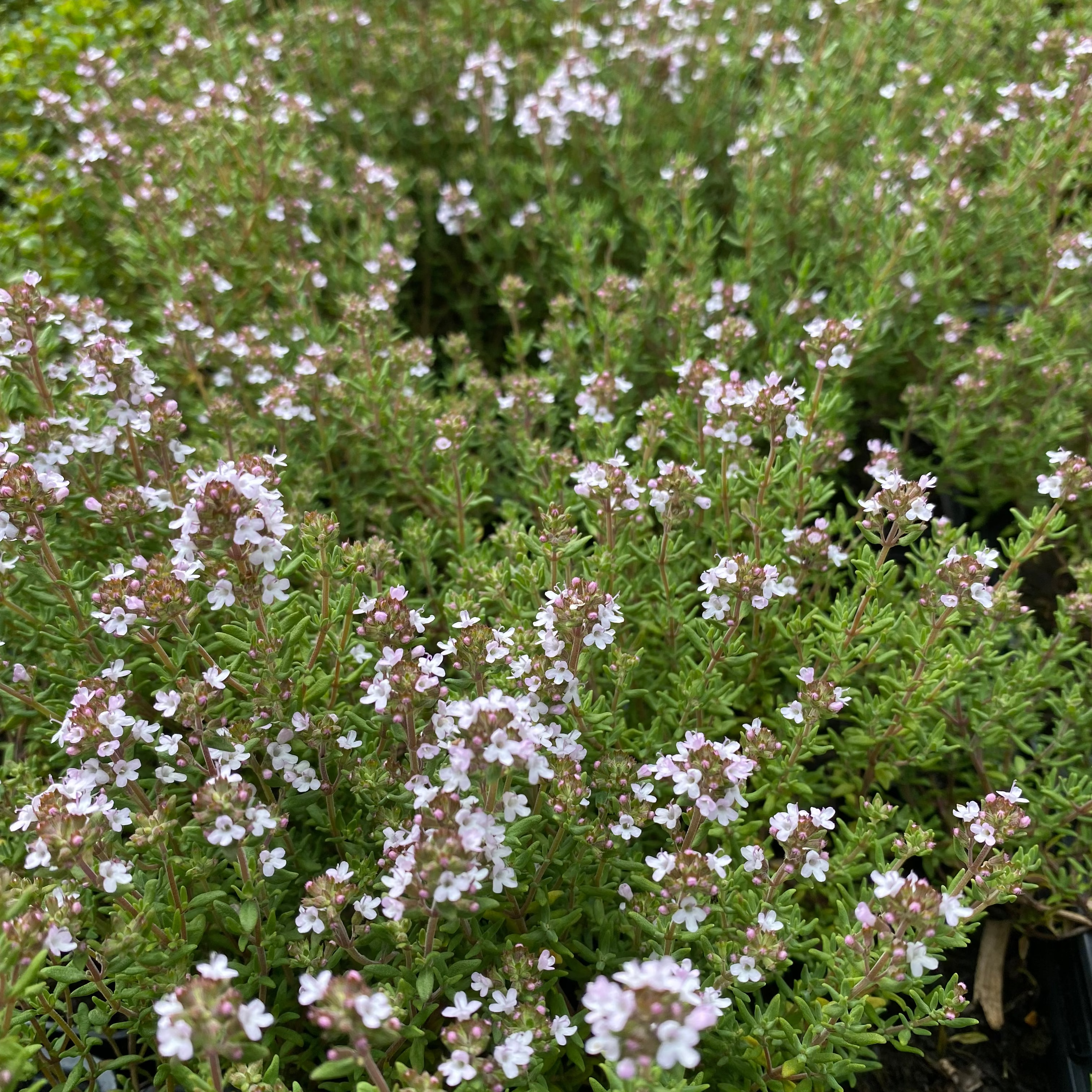 Thymus vulgaris Echter Thymian / Quendel