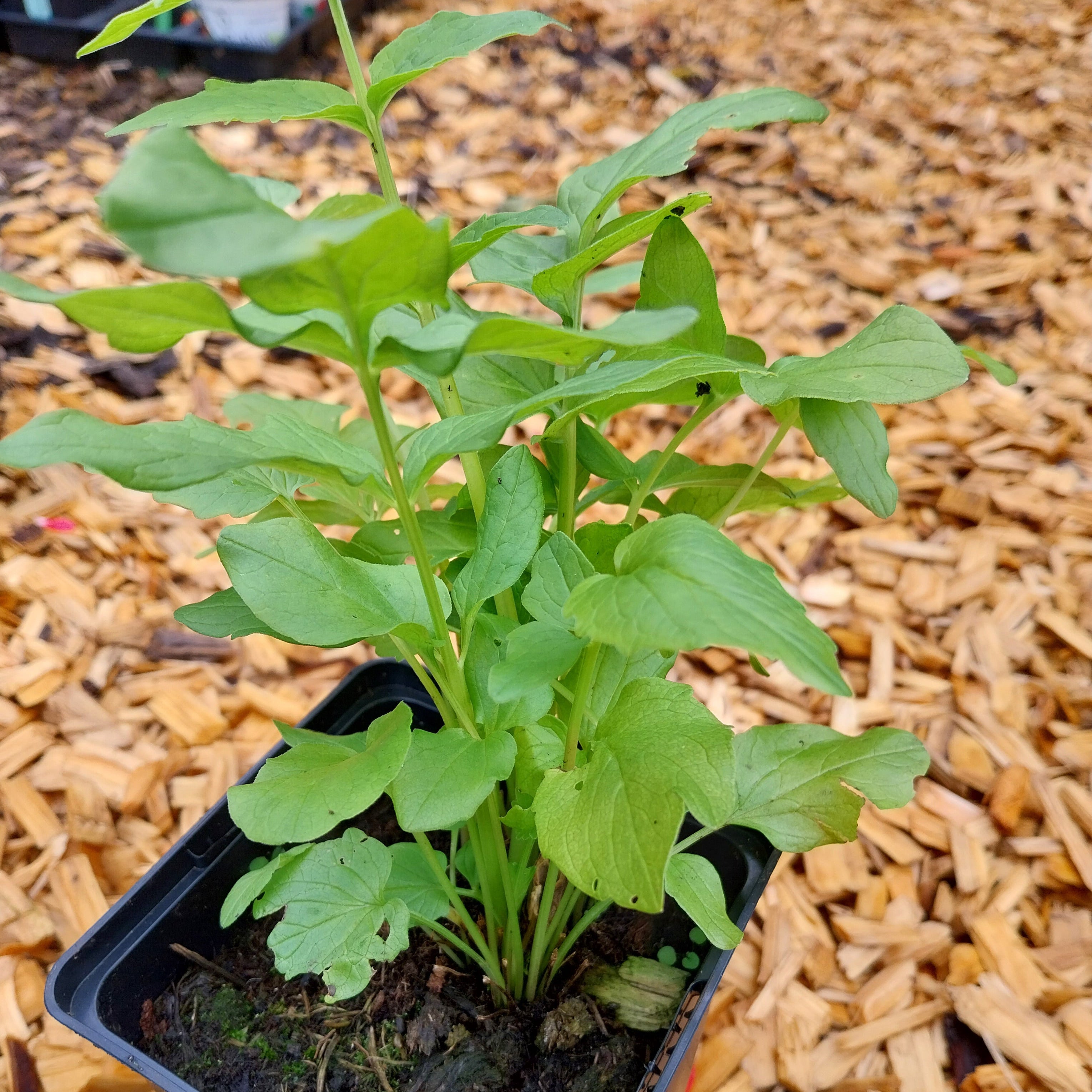 Valeriana officinalis