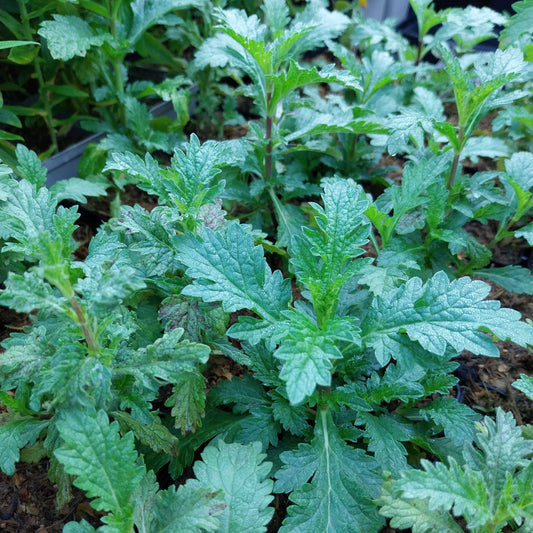 Verbena officinalis Echtes Eisenkraut
