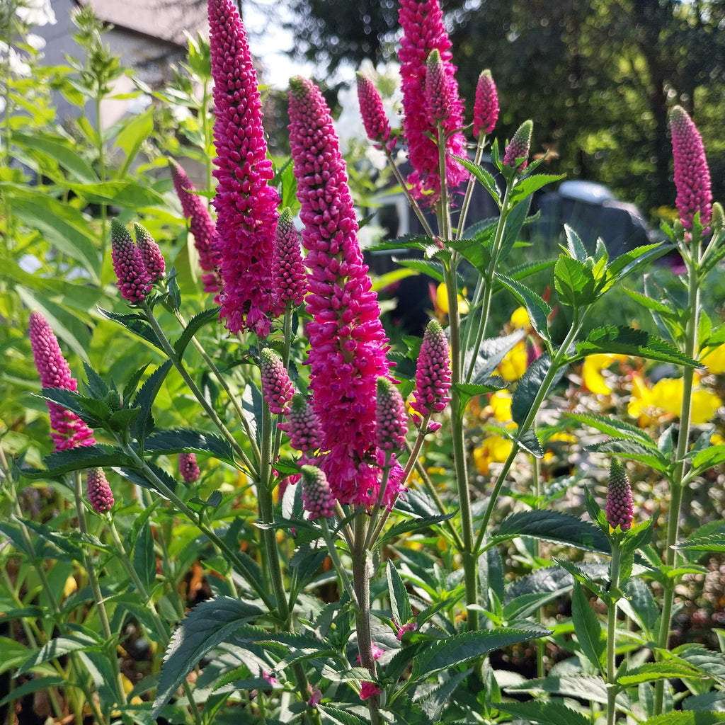 Veronica spicata 'First Love'